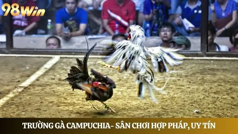 Tìm hiểu về trường gà Campuchia- Sân chơi hợp pháp, uy tín